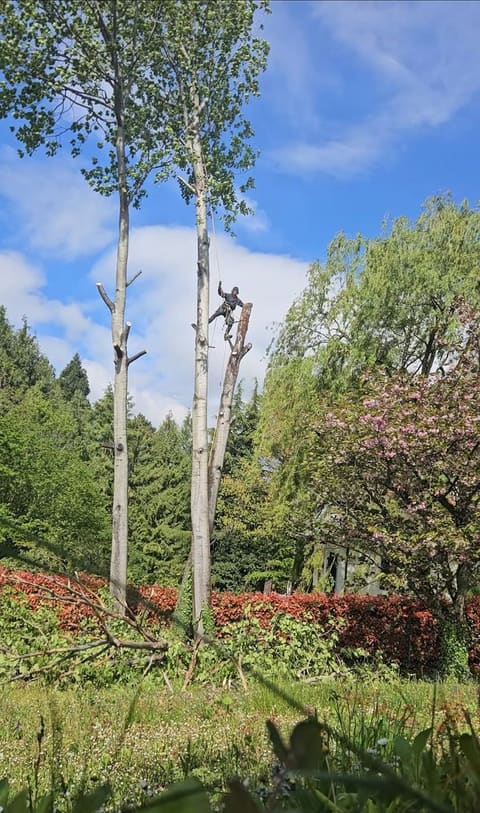 Abattage par démontage d'un arbre étêté dans un jardin du district de Morges
