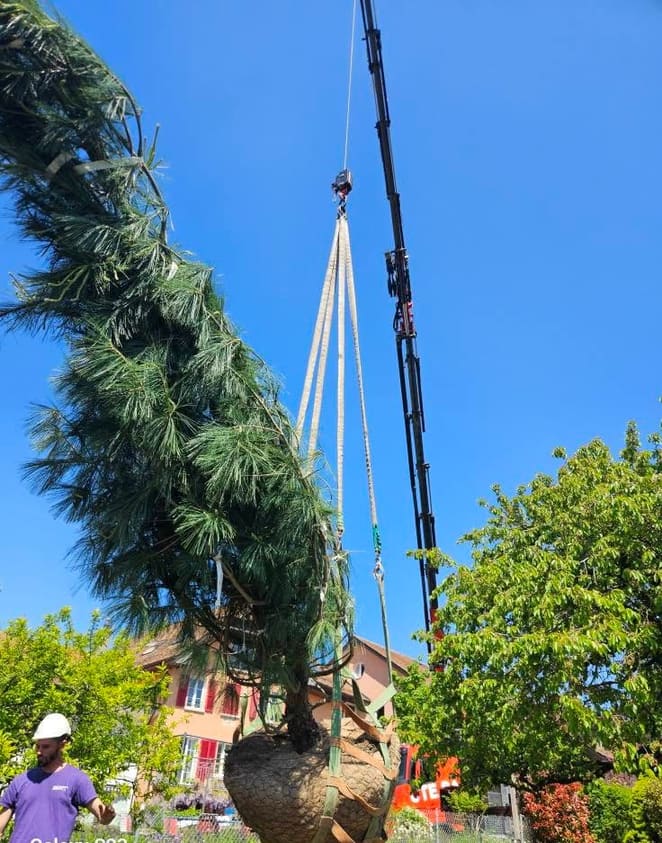 Dépose à la grue d'un grand conifère en espace contraint, région de Morges