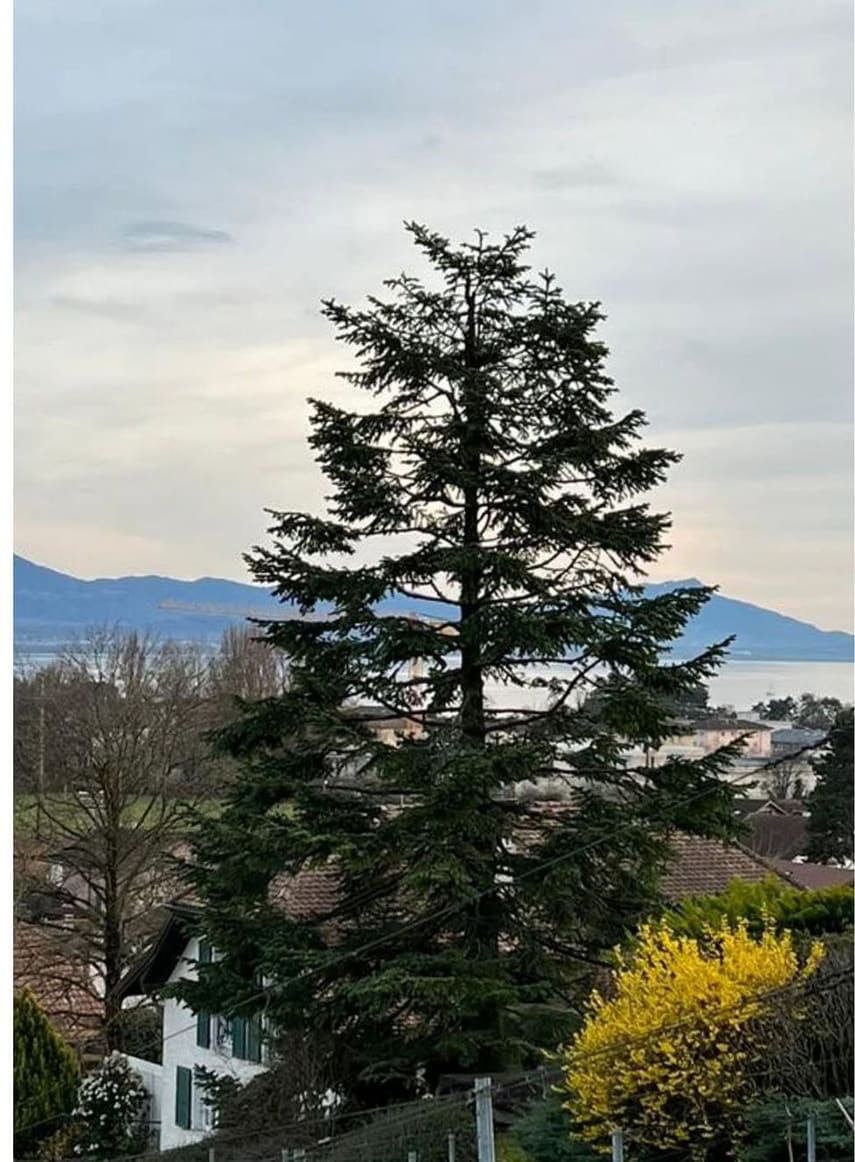 Sapin de jardin, après intervention