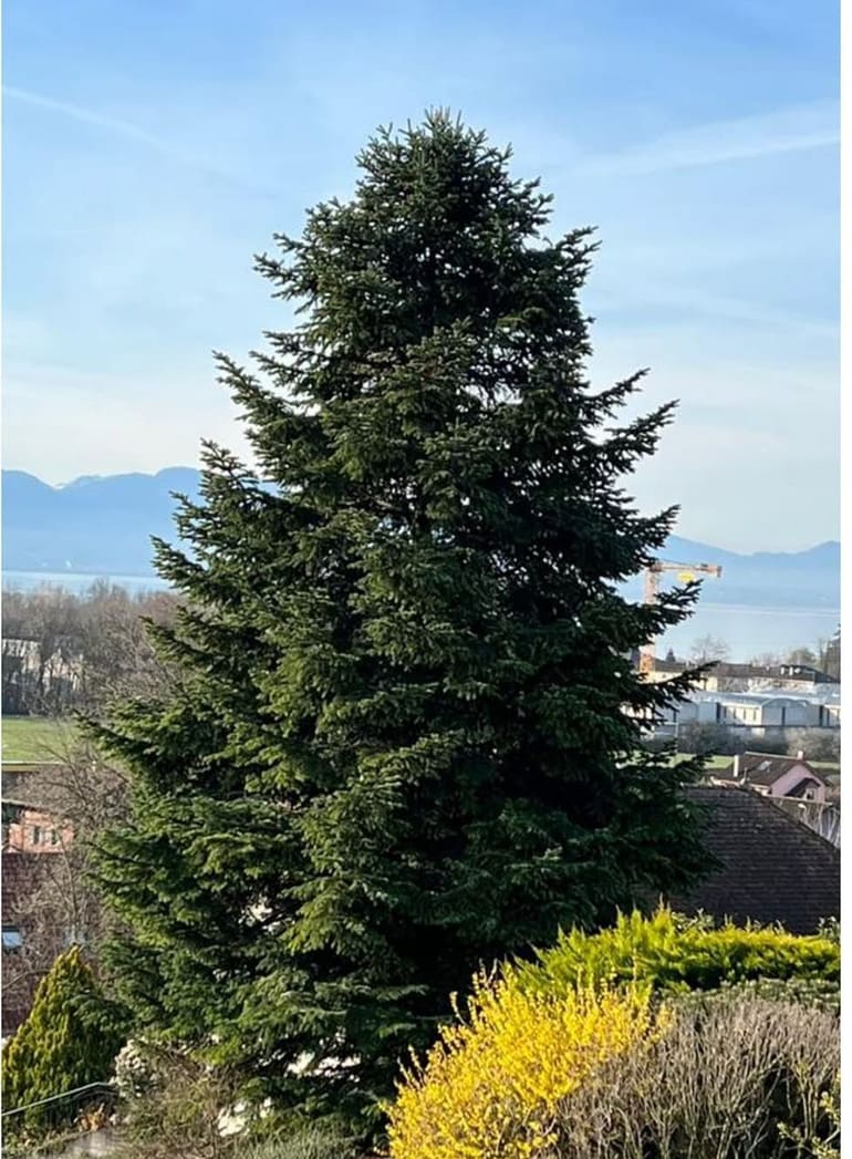 Sapin de jardin, avant intervention