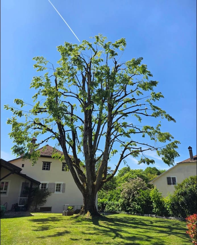 Grand feuillu en pleine feuille au printemps, après une taille d'hiver, jardin vaudois
