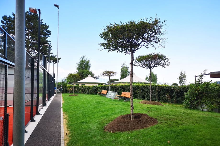 Arbre taillé en topiaire et gazon entretenu dans un parc, région lémanique
