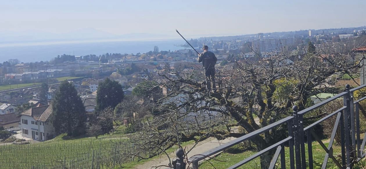 Taille d'un cerisier par Edelviane Jardin sur les hauts de Morges, avec le Léman en arrière-plan